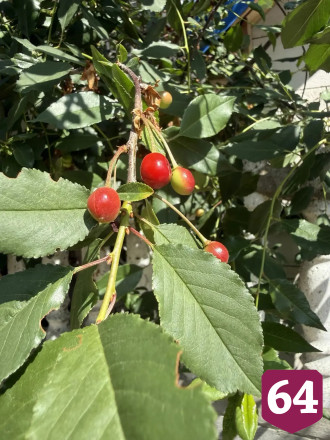 Саратовский министр перечислила дачные радости на Волге